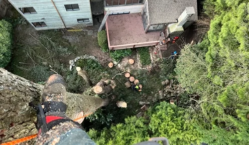 Choosing the right tree service company