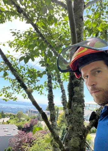 Choosing the right tree service company